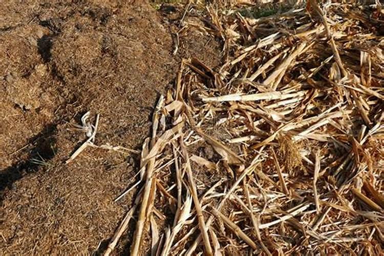 鱼缸中水草烂是什么原因