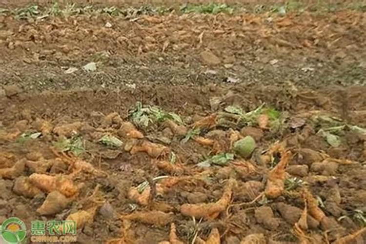 地黄种植有哪些管理方法