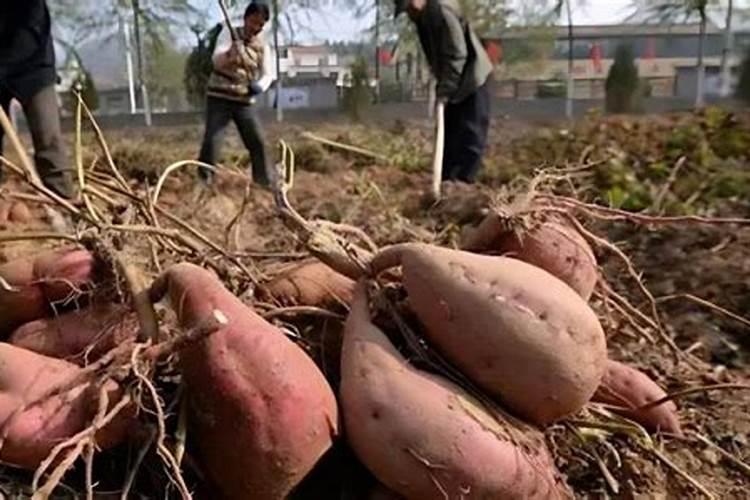 浇什么肥料让红薯长得粗壮长得快