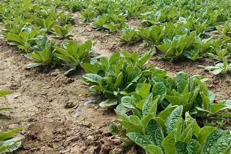 地黄怎么追肥产量高？