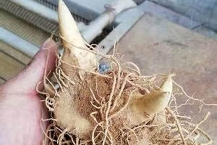 地黄的种植时间和方法