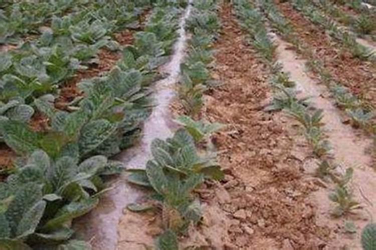 地黄的繁殖技术,都有哪些？