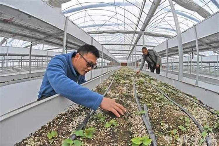 鱼腥草种植植方法