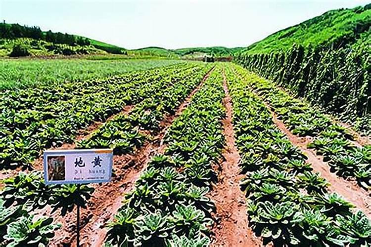 生地黄什么时候种植 中药生地的种植方法