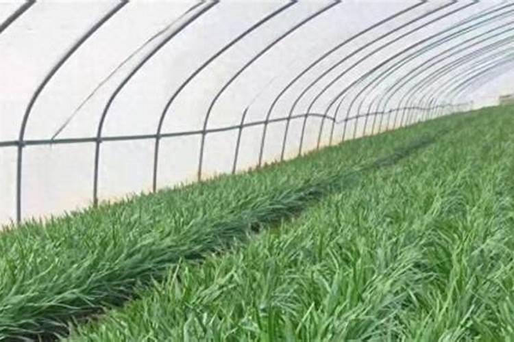 颗粒水溶肥优势明显,效果突出