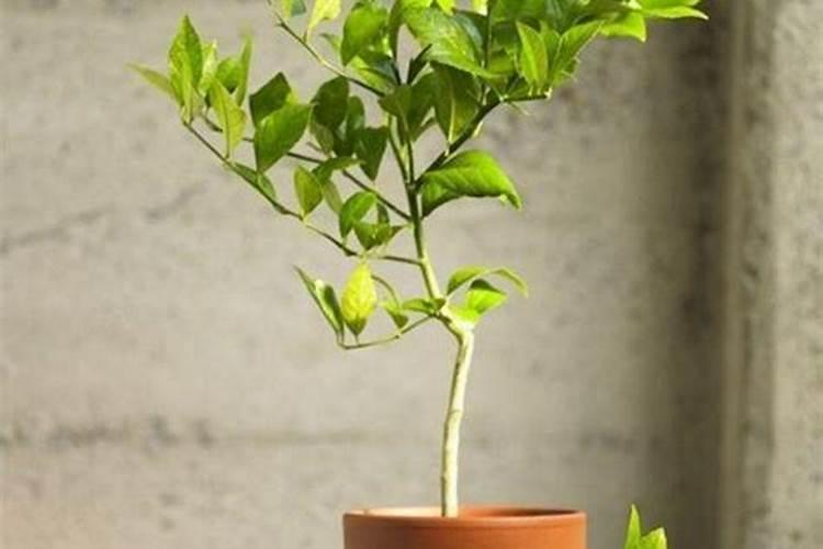 盆栽柠檬施什么肥最好