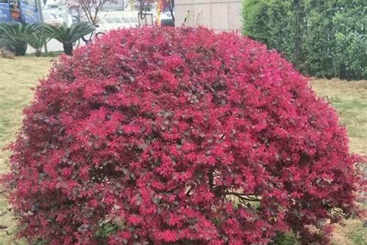 山芋育苗施什么肥料长得快？