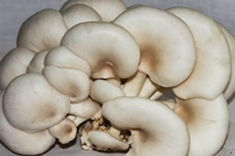 蘑菇种植的方法与材料
