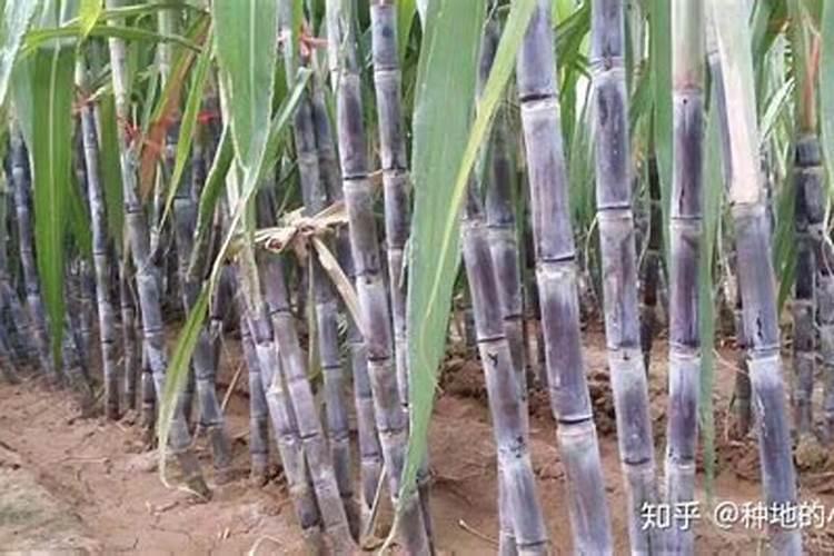 甘蔗多久施一次肥 施肥时间和方法