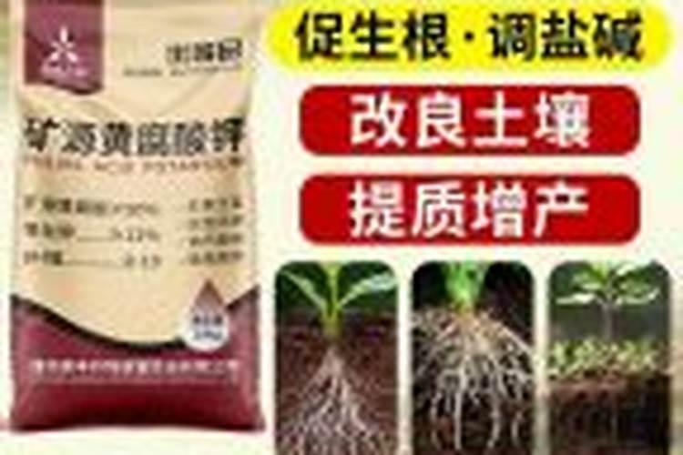 承包1000地种植麦子玉米能够赚多少钱