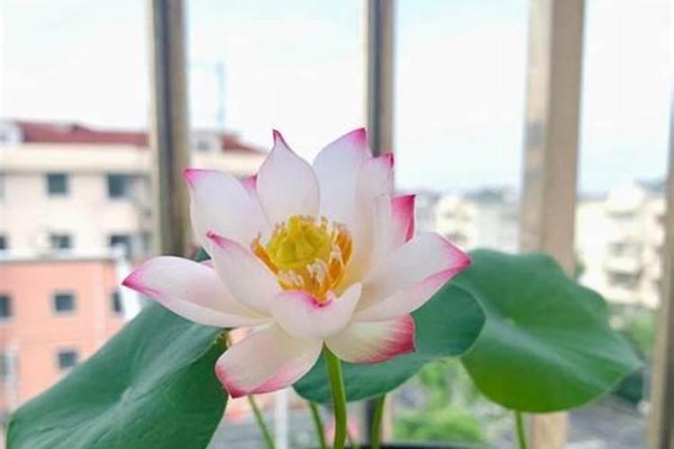 硼肥是什么肥料,硼肥的效果有哪些,硼肥怎么施用