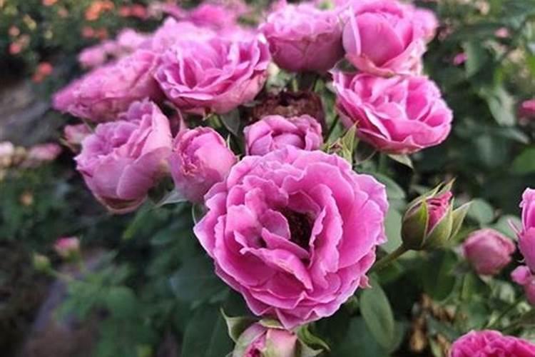 月季花施什么化肥