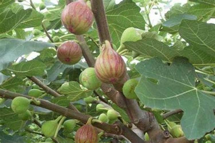 水溶肥的正确使用方法