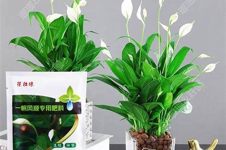 大棚秋茬豆角种植方法