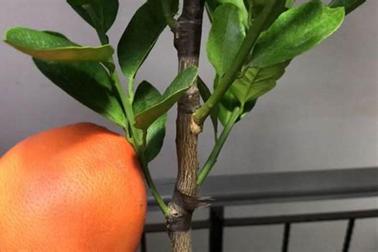 嫁接桔子树的方法和时间 桔子树嫁接完成后如何管理