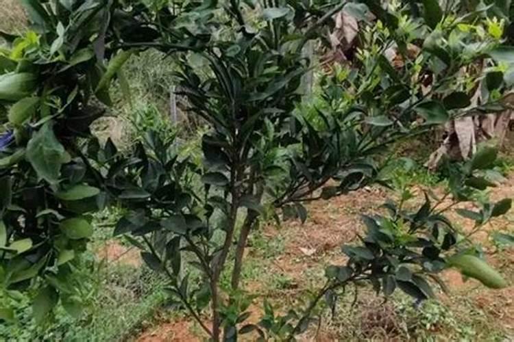 桔子嫁接多久挂果