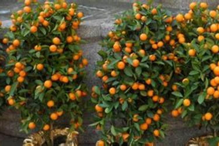 嫁接桔子树的方法和时间 桔子树嫁接完成后如何管理