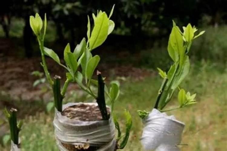 柑橘老树接活后多久打顶？