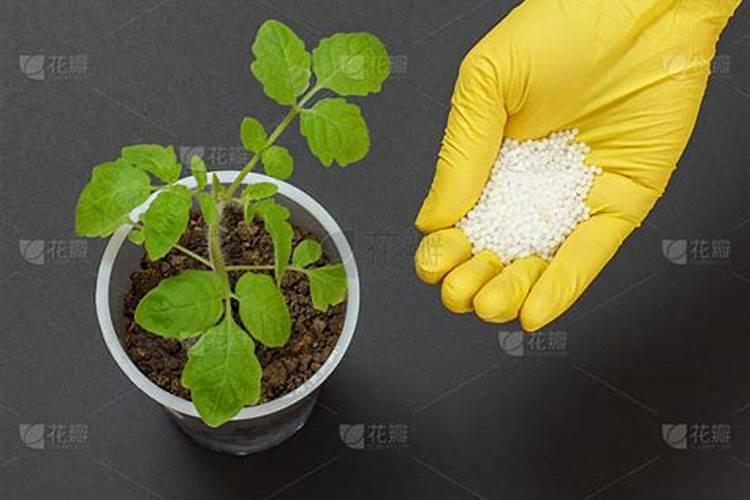 番茄怎么施肥