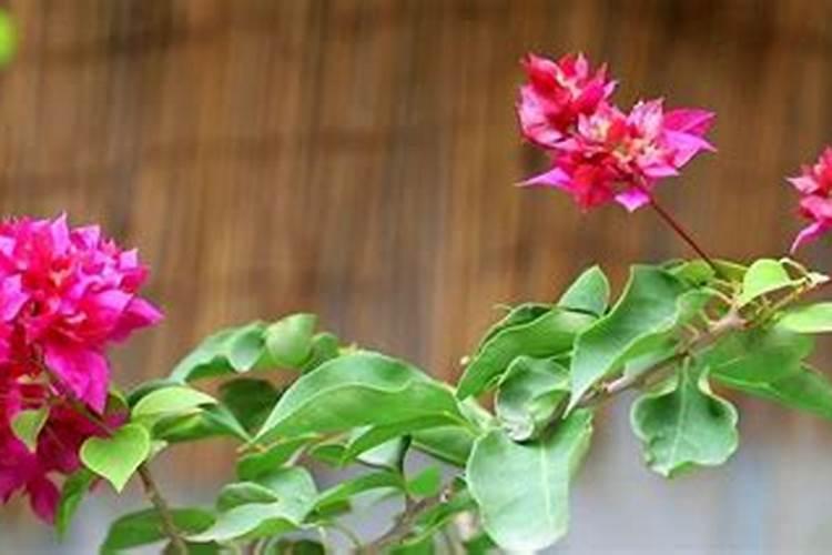 茨菇的功效与作用居然这么多？快来看看你知道几个!