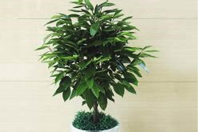 平安树的养殖方法和注意事项