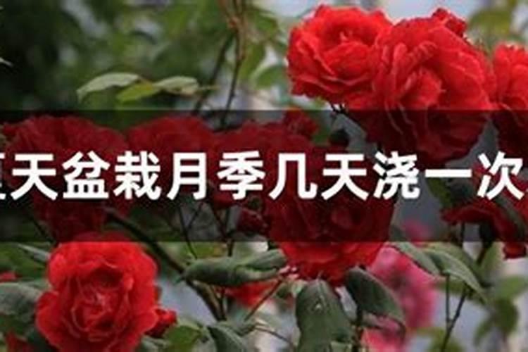 月季多久可以浇一次水溶肥