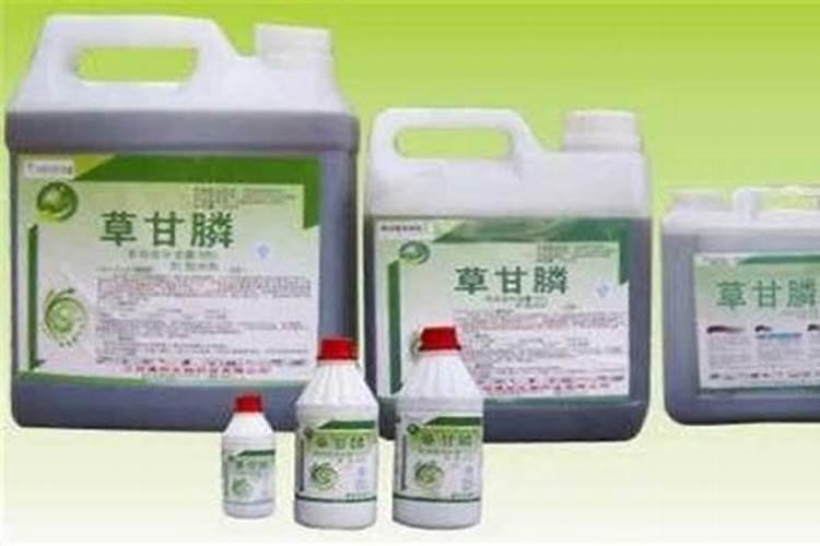 山麻楂焯水后泡多长时间