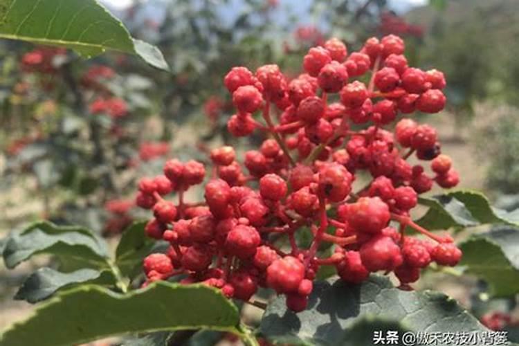 给花椒树施肥最佳时间？