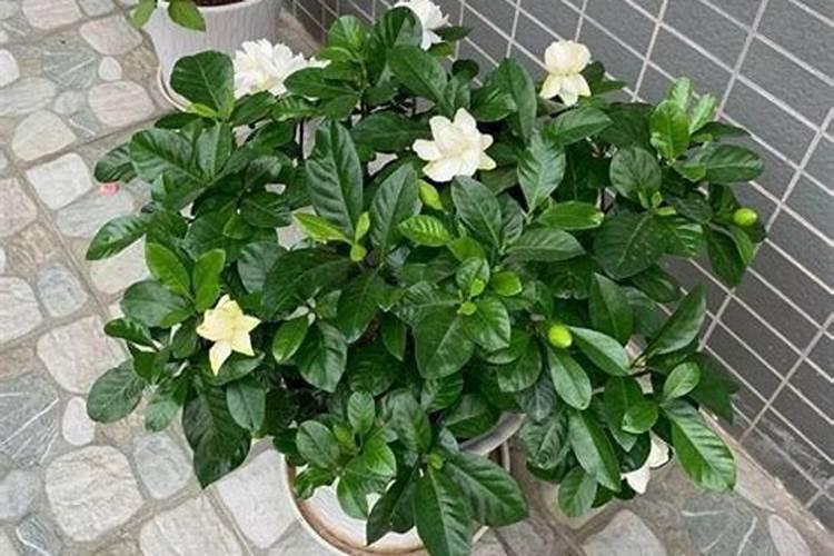 尿素可以用来给栀子花施肥吗