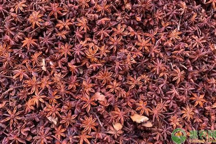 八角树在什么时候喷保花保果药好？