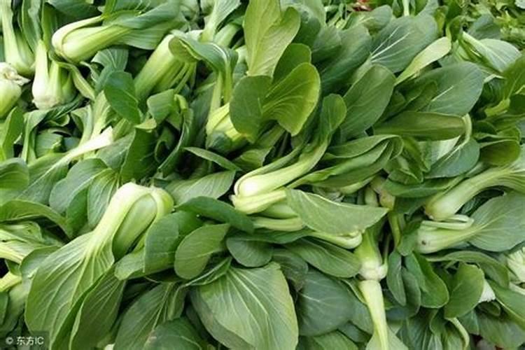 油菜底肥施用方法