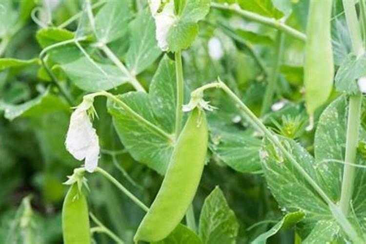 豆角追什么叶面肥结果好？叶面肥什么品牌好？叶面肥价格多少钱一斤？