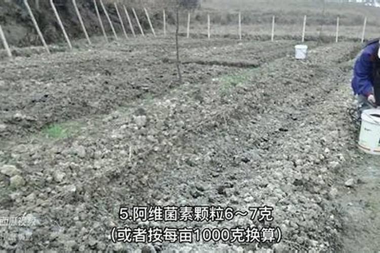罗汉果点完花之后撒什么肥料