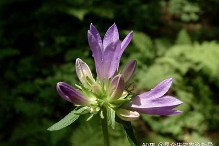 中药材生根用什么肥料好？人参根腐病用哪种肥料可以预防？