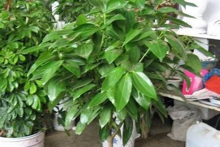 平安树几天浇一次水用什么肥料 平安树如何浇水施肥