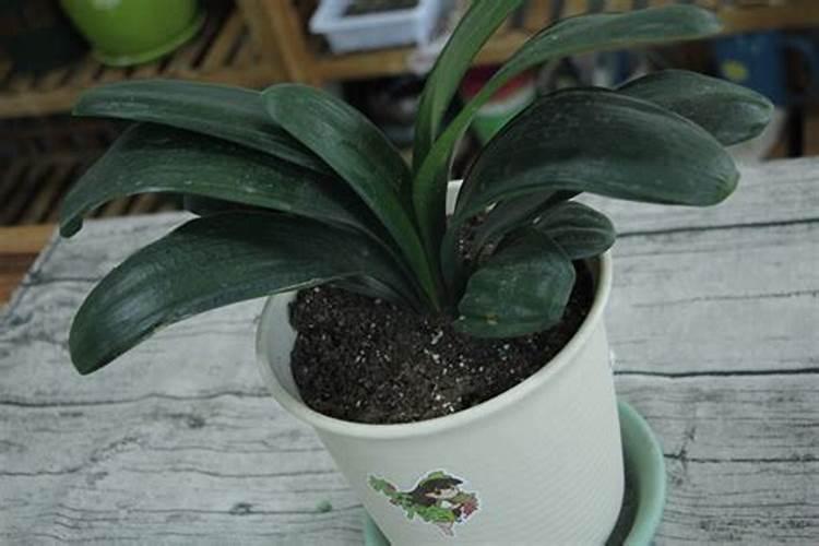 盆栽梅花多久浇一次水(盆栽梅花应怎样施肥与浇水)