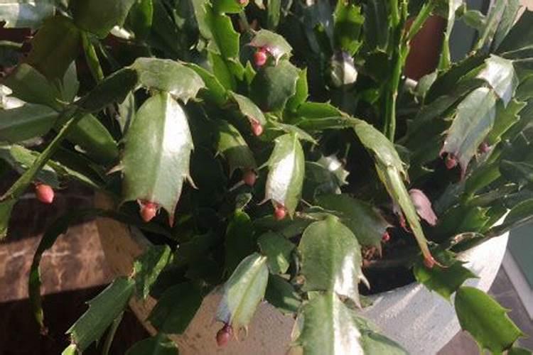 蟹爪兰有花苞施什么肥好