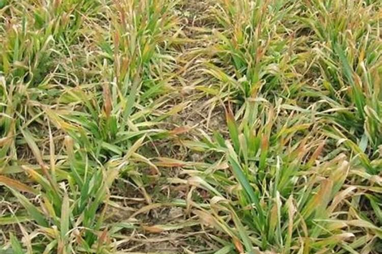 白皮松施什么肥最好