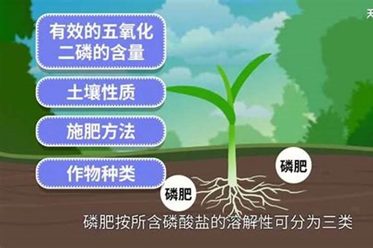 磷肥过量怎么补救