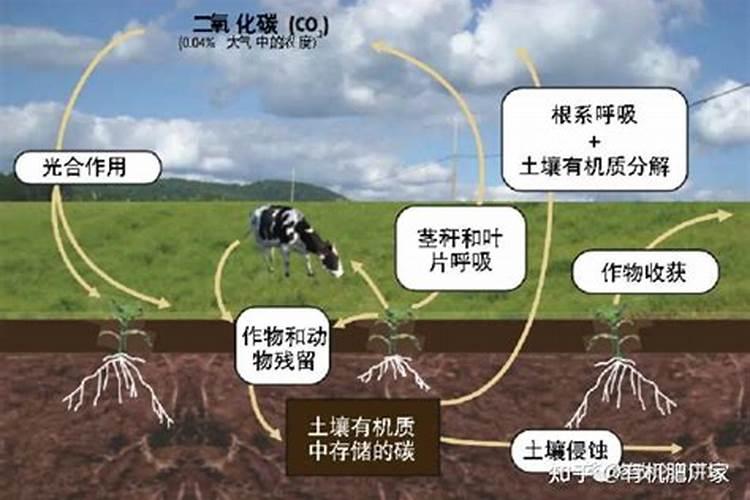 有机肥与化肥的区别