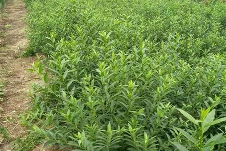 连翅开花后需要打什么药坐果好呢