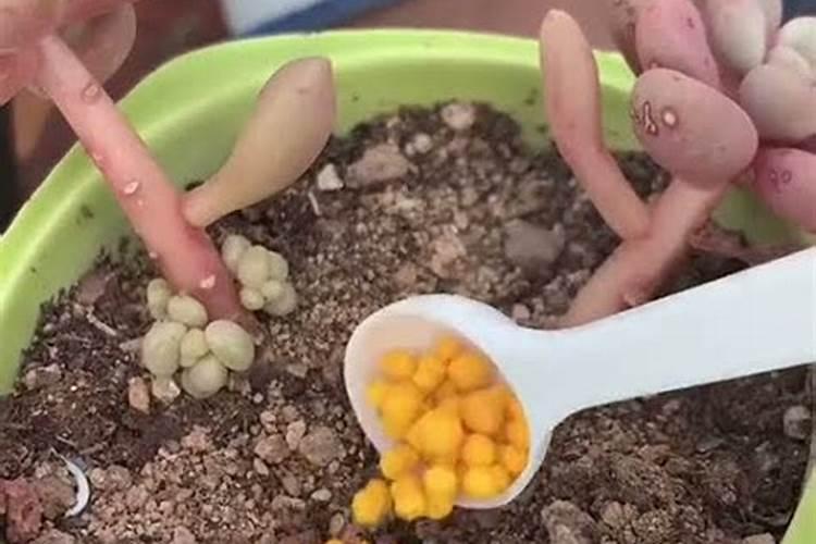 复合肥埋在土里多久就可以起效