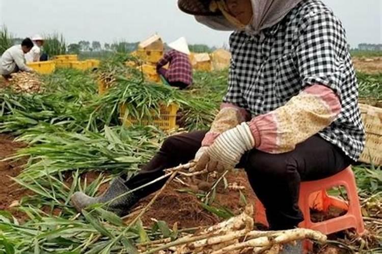 大姜高产全程施肥方法