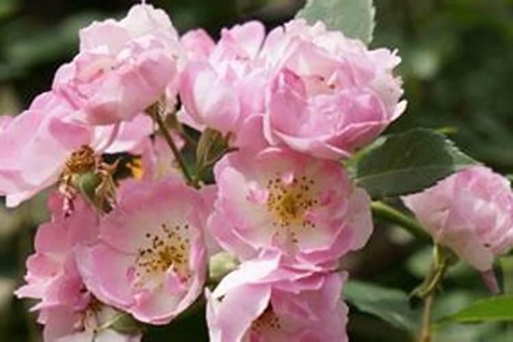 蔷薇花怎么施肥