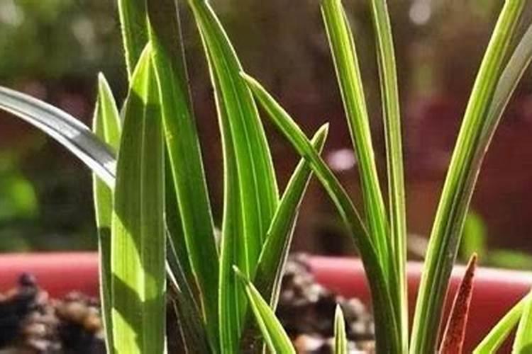 刚上盆的兰花怎样浇水？