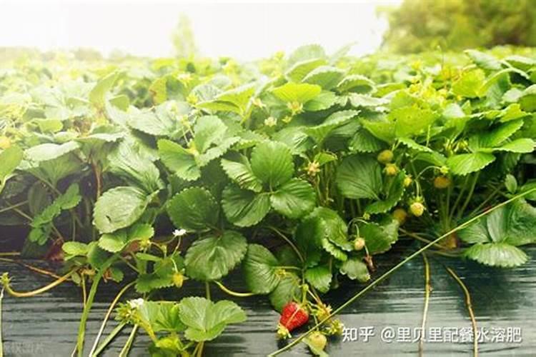 草莓上如何施水溶肥促幼果膨大？施用方法