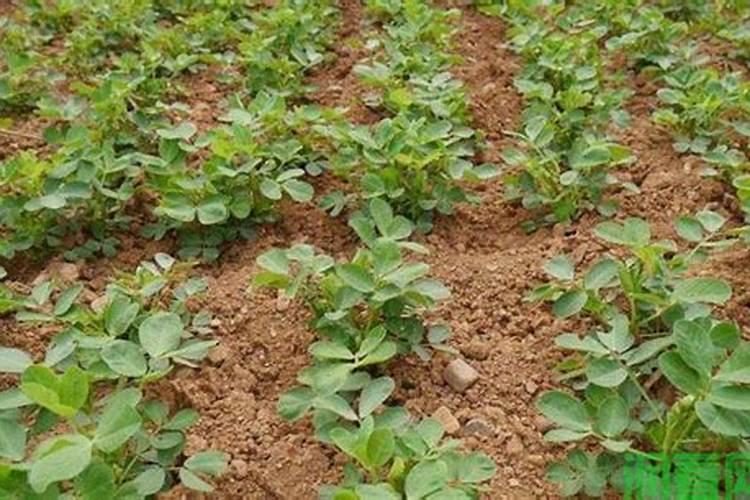 开花需要磷肥还是钾肥