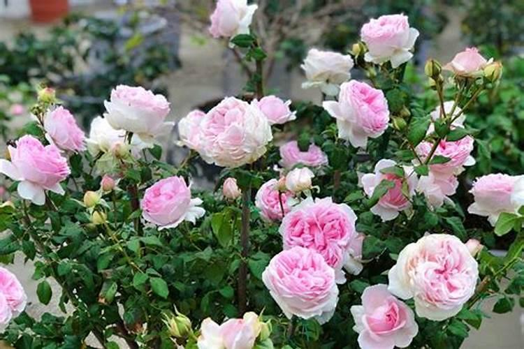 月季花修剪后施什么肥