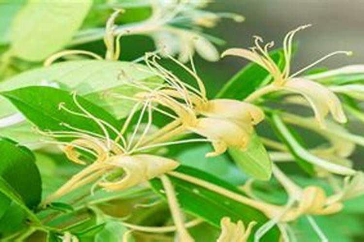 金银花用什么复合肥