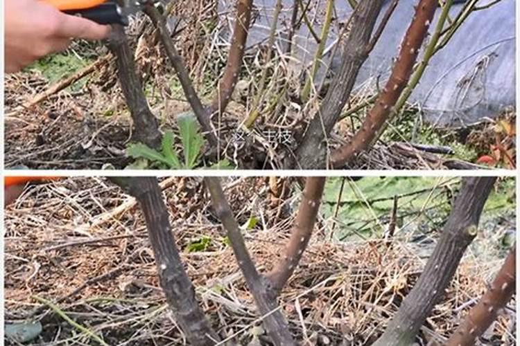 月季修剪之后如何施肥开花多